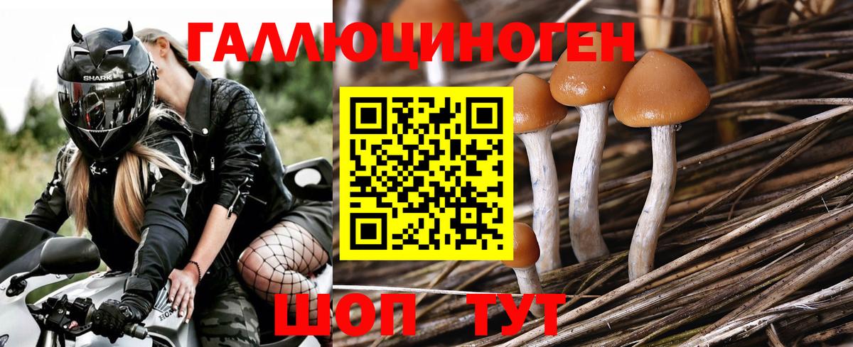 Томск  Псилоцибиновые грибы мухоморы  Вход с VPN 